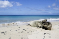   Need pair sunglasses..Hawaiian monk seal sunglasses.. sunglasses  